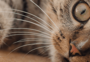 Gatto