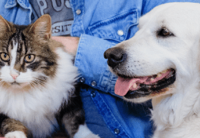 cane e gatto