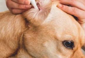 Virbac-cane-otite-banner.jpg