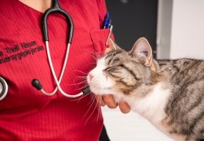 Cat with a vet