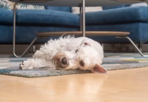 Dog lying on a carpet