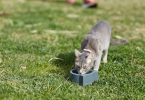 Gray cat drinking water from a bowl on green grass outdoors.