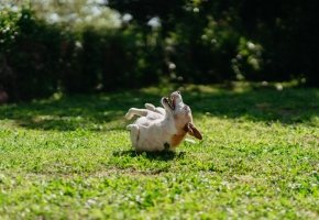 Happy dog outdoor