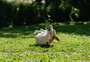 Dog_happy jack russel rolling over on grass_outdoor_alone_advice