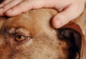 articolo artrite 2 banner