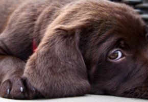 Virbac-cane-stressato--1.jpg