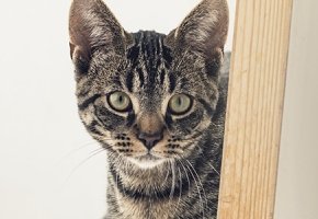 Virbac-gatto-stressato-1.jpg