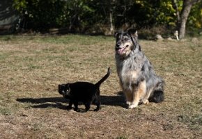 Cat and dog outside