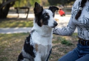 Dog outdoor with petowner