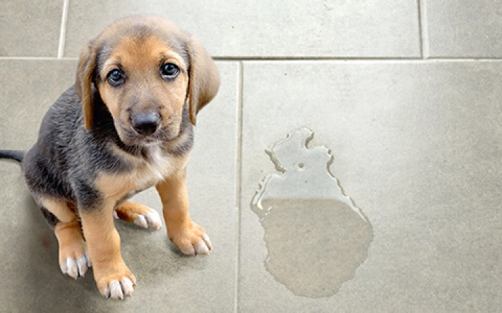cane-marcatura-territorio