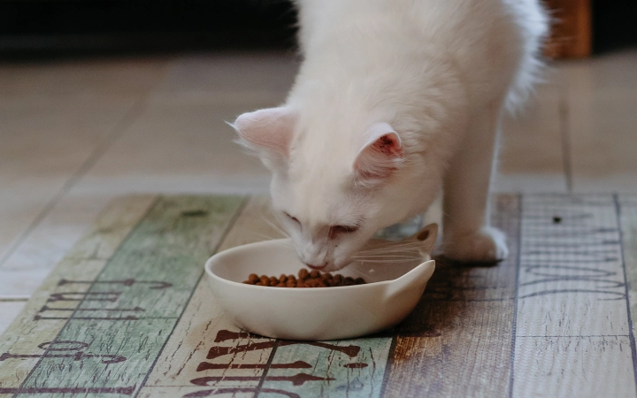 Cat_white cat eating_indoor_alone_advice