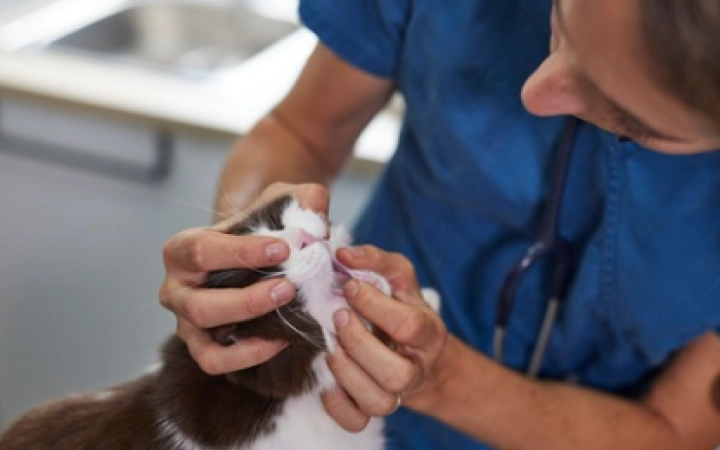 cat dental