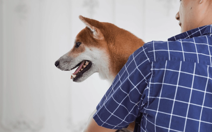 Dog_happy Shiba Inu in his petowner's arms_indoor_advice