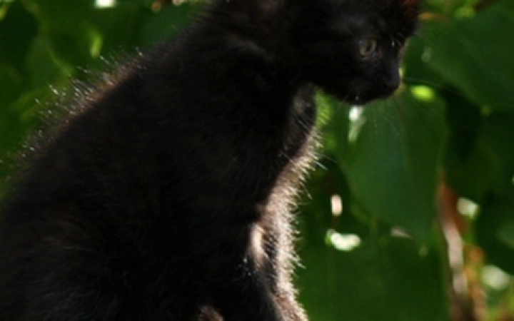 Virbac-cane-gatto-muta-estiva-banner