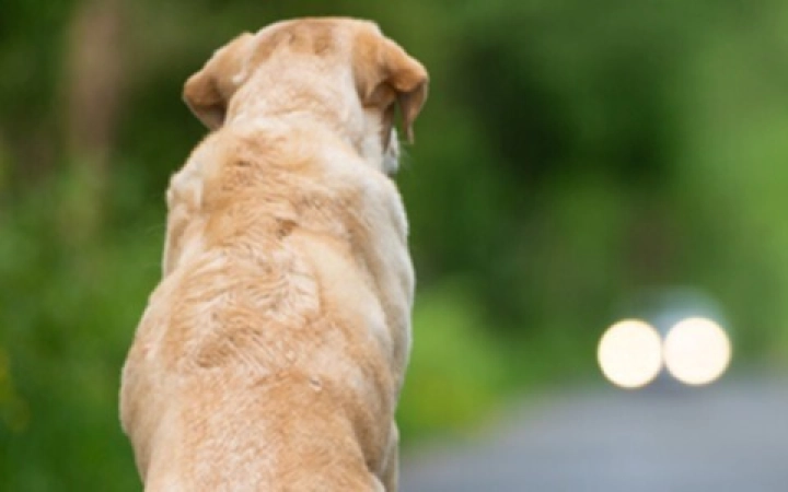 Virbac - Banner contro abbandono estivo cani e gatti