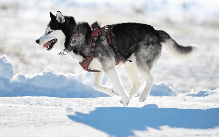 Dog_Husky running in the snow_outdoor_alone_advice