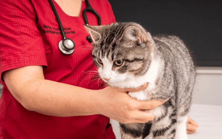 Cat_standing on consultation table_in clinic_with vet_advice