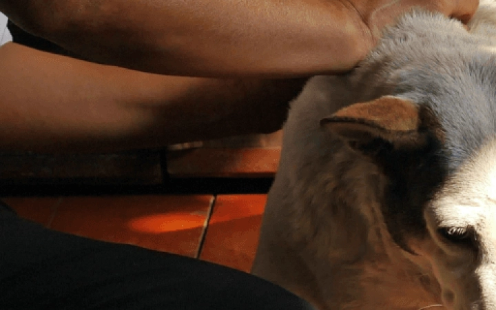 zecche-cane-protezione-malattia-lyme1680x300_01
