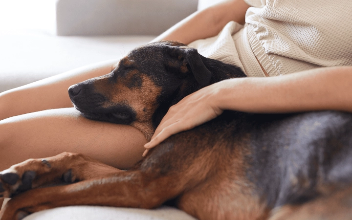 Dog_ sleeping on his petowner's lap_indoor_advice