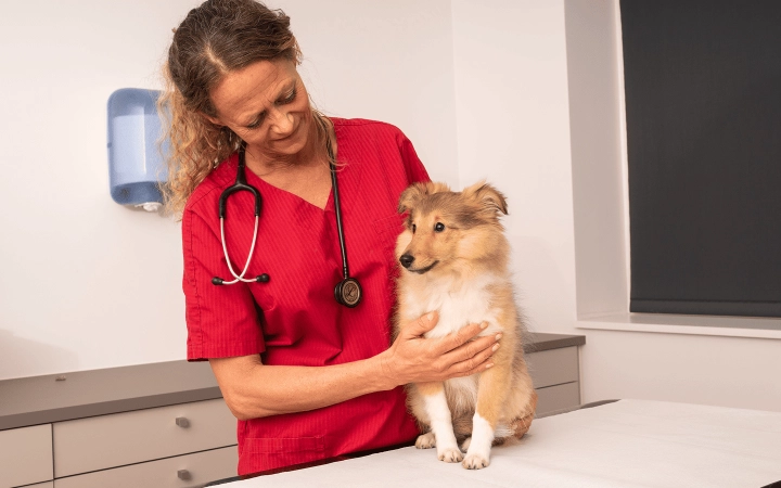 Dog_sitting on consultation table_in clinic_with vet_advice