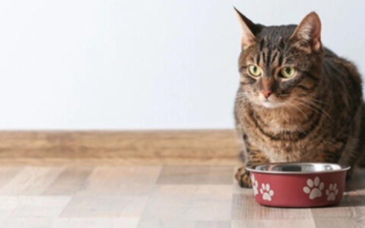 cibo-per-gatti-di-miglior-composizione