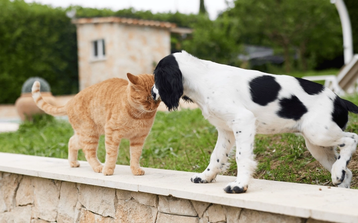 Dog and cat_showing affection_outdoor_alone_advice