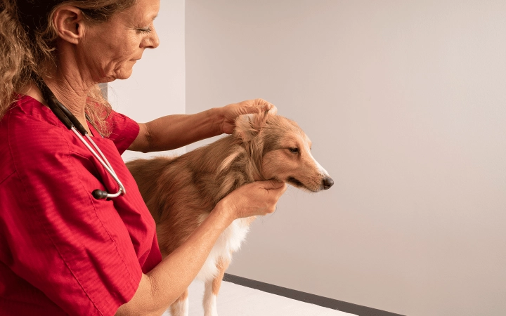 Dog_ear examination_in clinic_with vet_advice