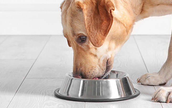 dieta-per-cane-d'appartamento