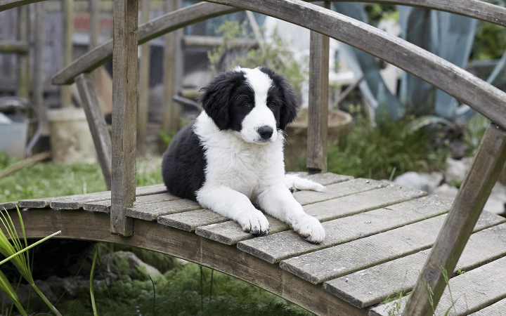 Puppy_lying on a small bridge_outdoor_alone_advice