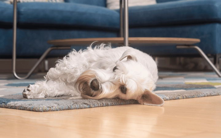 Dog_lying and resting on a rug_indoor_alone_advice