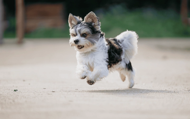 Dog_small dog running and jumping_outdoor_alone_advice
