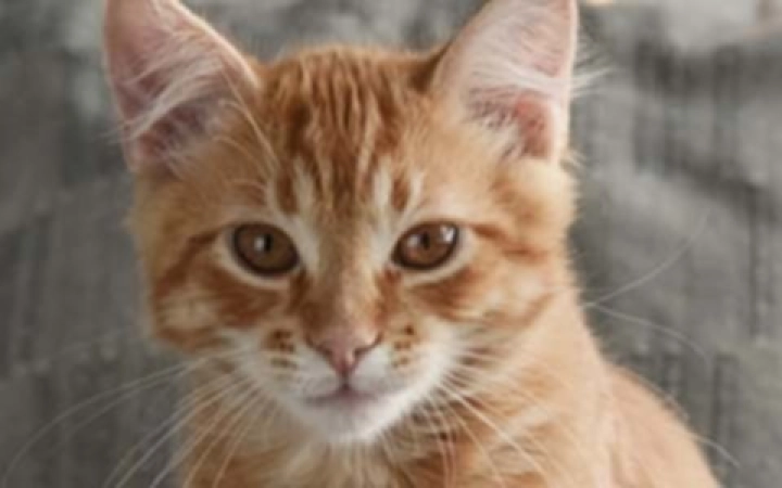 tenia-del-gatto-parassiti-felini-1680x300