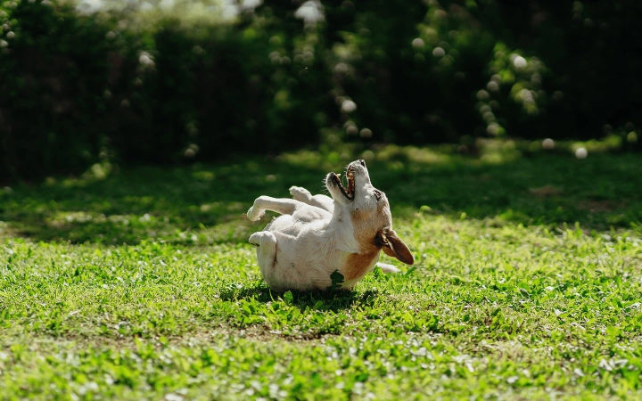 Dog_happy jack russel rolling over on grass_outdoor_alone_advice