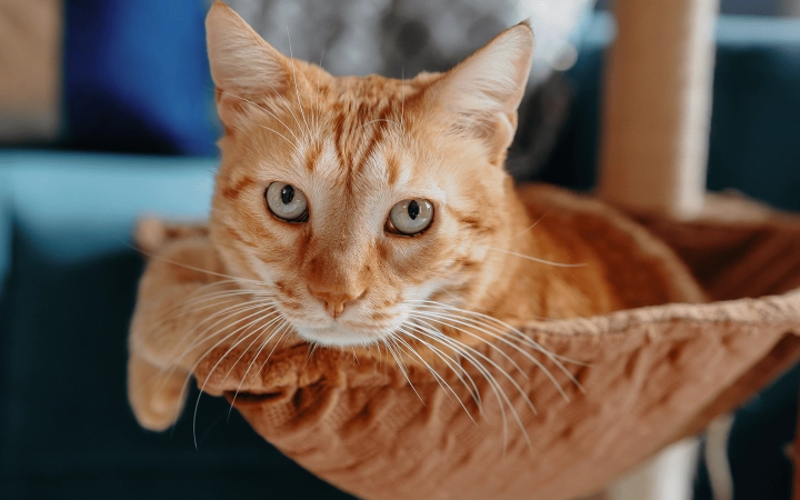 Cat_senior cat looking at the camera, lying in his bed_indoor_alone_advice