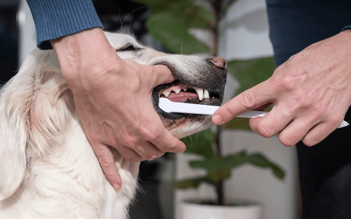 Dog_person brushing the dog's teeth_indoor_with petowner_advice