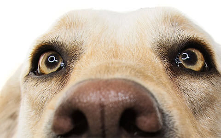 sterilizzazione-temporanea