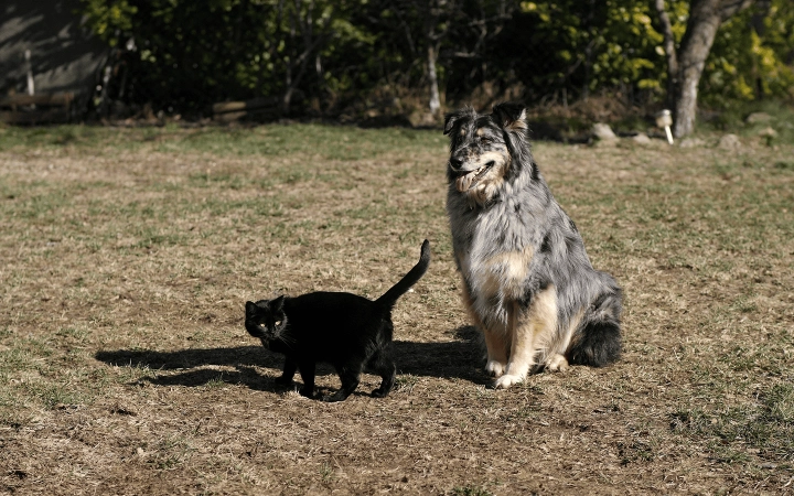 Cat and dog_black cat walking and large dog sitting on grass_outdoor_alone_advice