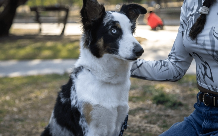 Dog_sitting and looking away_outdoor_with petowner_advice