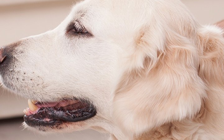 virbac-cosa-fare-quando-il-cane-e-il-gatto-fanno-la-muta-del-pelo
