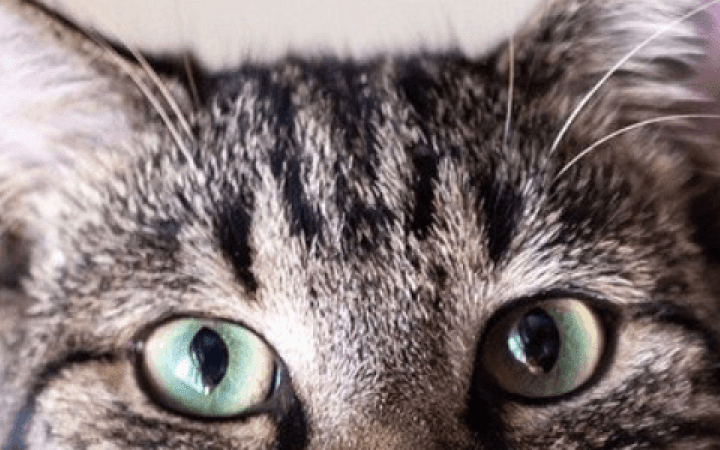 microchip_gatto.png