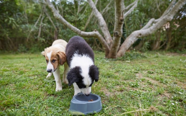 Puppy eating