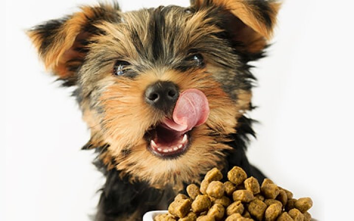 cucciolo-non-mangia