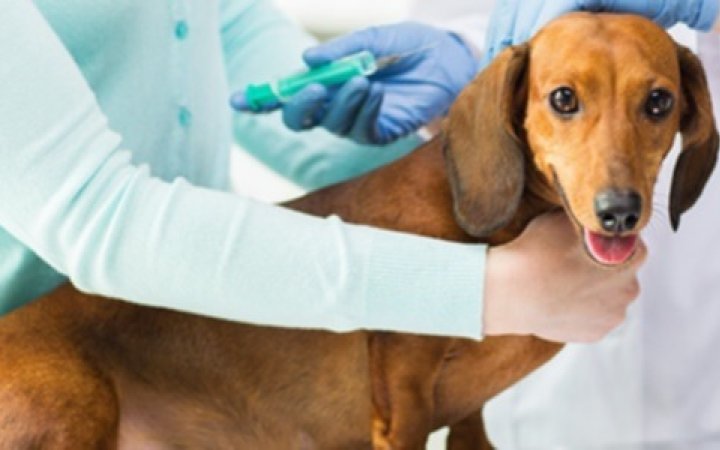 Virbac-cane-leishmaniosi-banner