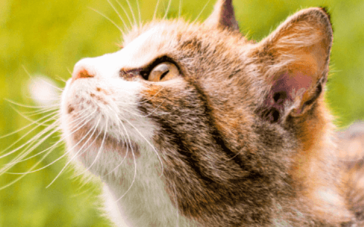 parassiti-gatto-protezione-antiparassitari-1680x300_02