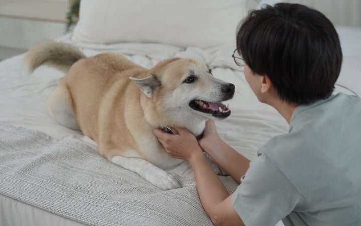 Dog smiling with Petowner