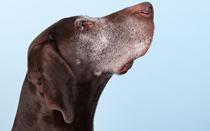 cani-anziani-taglia-grande-dieta
