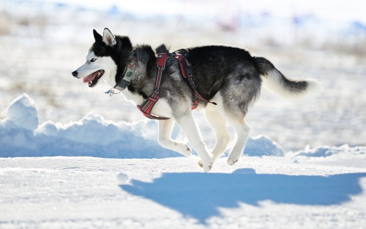 Dog running in the snow