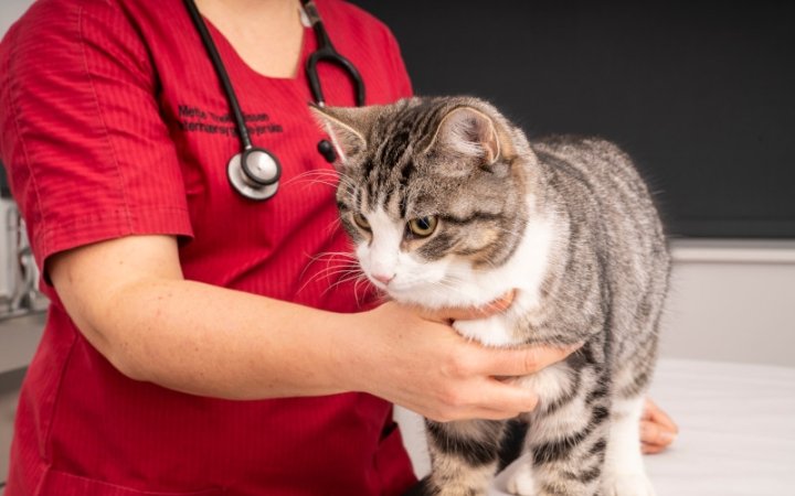 Cat at the vet