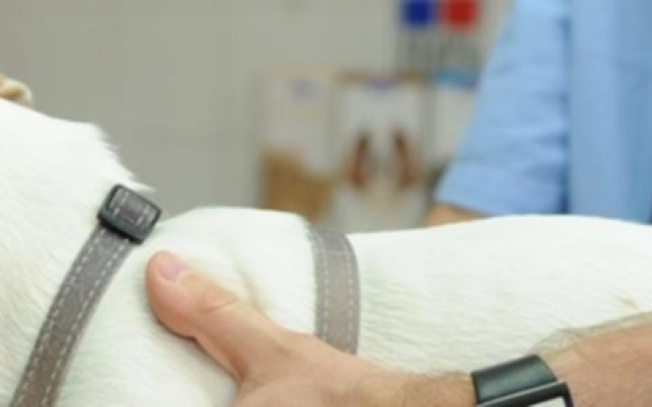 Riproduzione-animale-banner