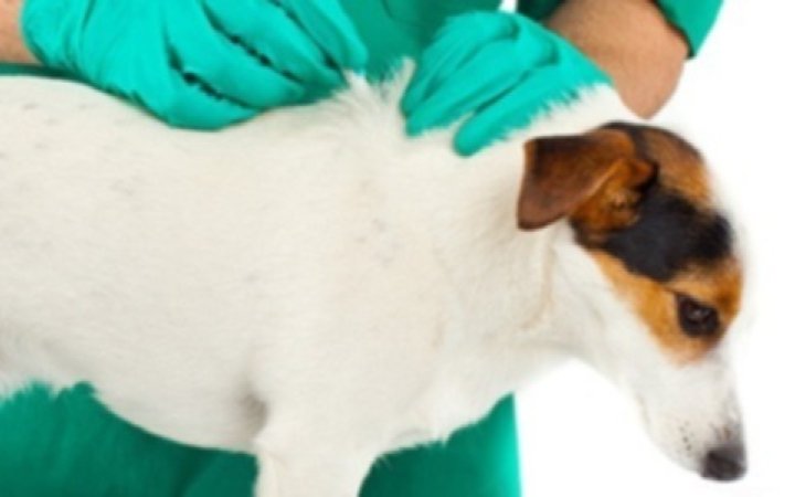 Virbac-cane-gatto-zecche--1.jpg